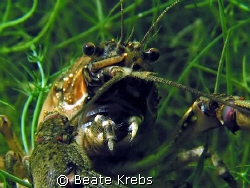 american crayfish  in a freshwaterlake   with my canon S7... by Beate Krebs 